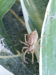 Allagelena gracilens