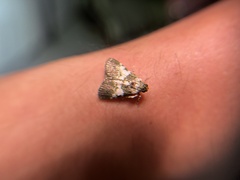 Termioptycha