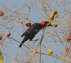 Malimbus rubricollis