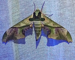 Adhemarius mexicanus