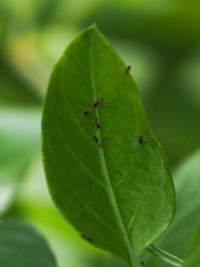 Tapinoma melanocephalum