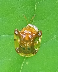 Helocassis testudinaria