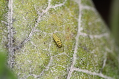 Psyllobora vigintiduopunctata