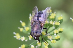 Stomorhina