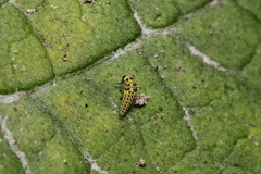 Psyllobora vigintiduopunctata