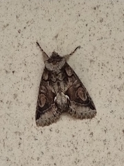 Allophyes oxyacanthae