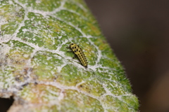 Psyllobora vigintiduopunctata