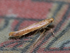Caloptilia elongella