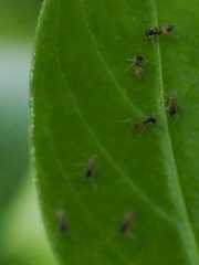 Tapinoma melanocephalum