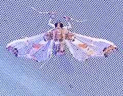 Neoleucinodes prophetica