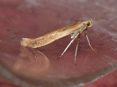 Caloptilia elongella