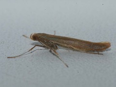 Caloptilia elongella