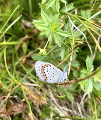 Plebejus idas