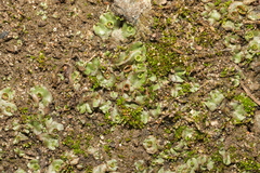 Marchantia polymorpha ruderalis