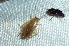 Planuncus tingitanus