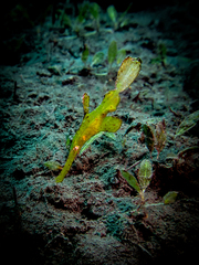 Solenostomus cyanopterus