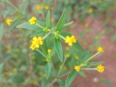Melampodium paniculatum