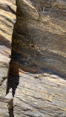 Leiobunum roseum