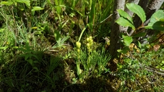 Liparis loeselii