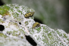 Psyllobora vigintiduopunctata