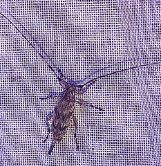 Acanthocinus obliquus