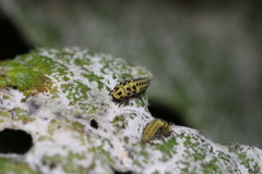 Psyllobora vigintiduopunctata