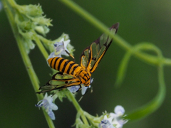 Amata grotei