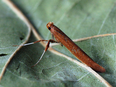 Caloptilia elongella