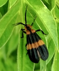 Calopteron