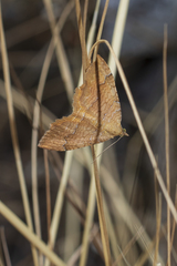Camptogramma bilineata