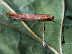 Caloptilia elongella