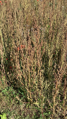 Caryophyllales