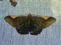 Sphacelodes vulneraria