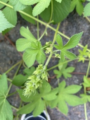 Humulus scandens