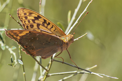 Argynnis pandora