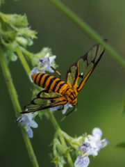 Amata grotei