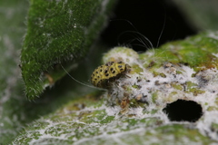 Psyllobora vigintiduopunctata