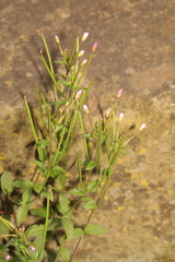 Epilobium parviflorum