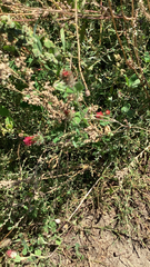 Trifolium incarnatum