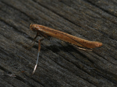 Caloptilia elongella