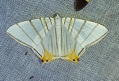 Phrygionis platinata