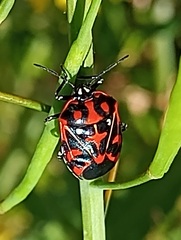 Murgantia histrionica