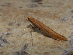 Caloptilia elongella