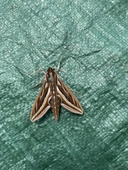 Hippotion celerio