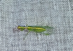 Zeugomantispa minuta