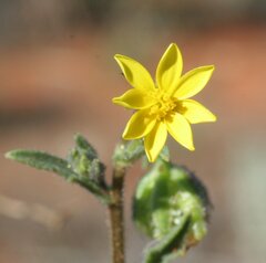 Osteospermum calendulaceum