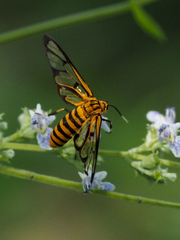Amata grotei