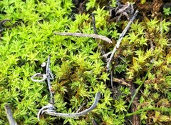 Pseudocrossidium crinitum