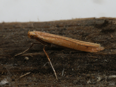 Caloptilia elongella