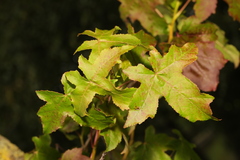 Liquidambar styraciflua